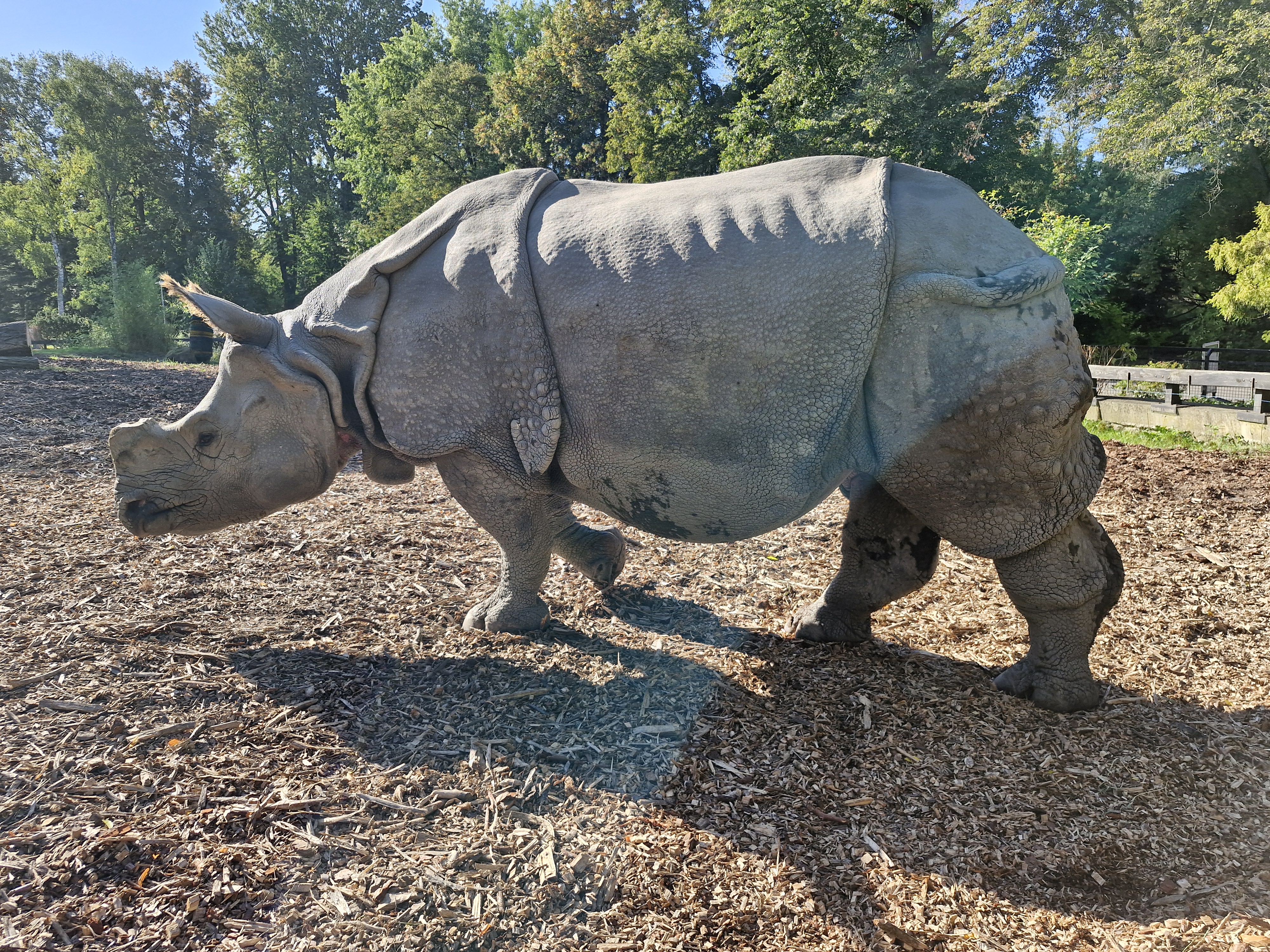 Samica nosorożca indyjskiego w warszawskim ZOO Samica nosorożca indyjskiego w warszawskim ZOO