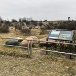 GEOOCHRONA SKANDYNAWSKICH GŁAZÓW NARZUTOWYCH  AŻ W KRAKOWIE!!!